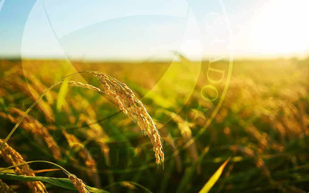 ¿Qué es la Radiación Solar?